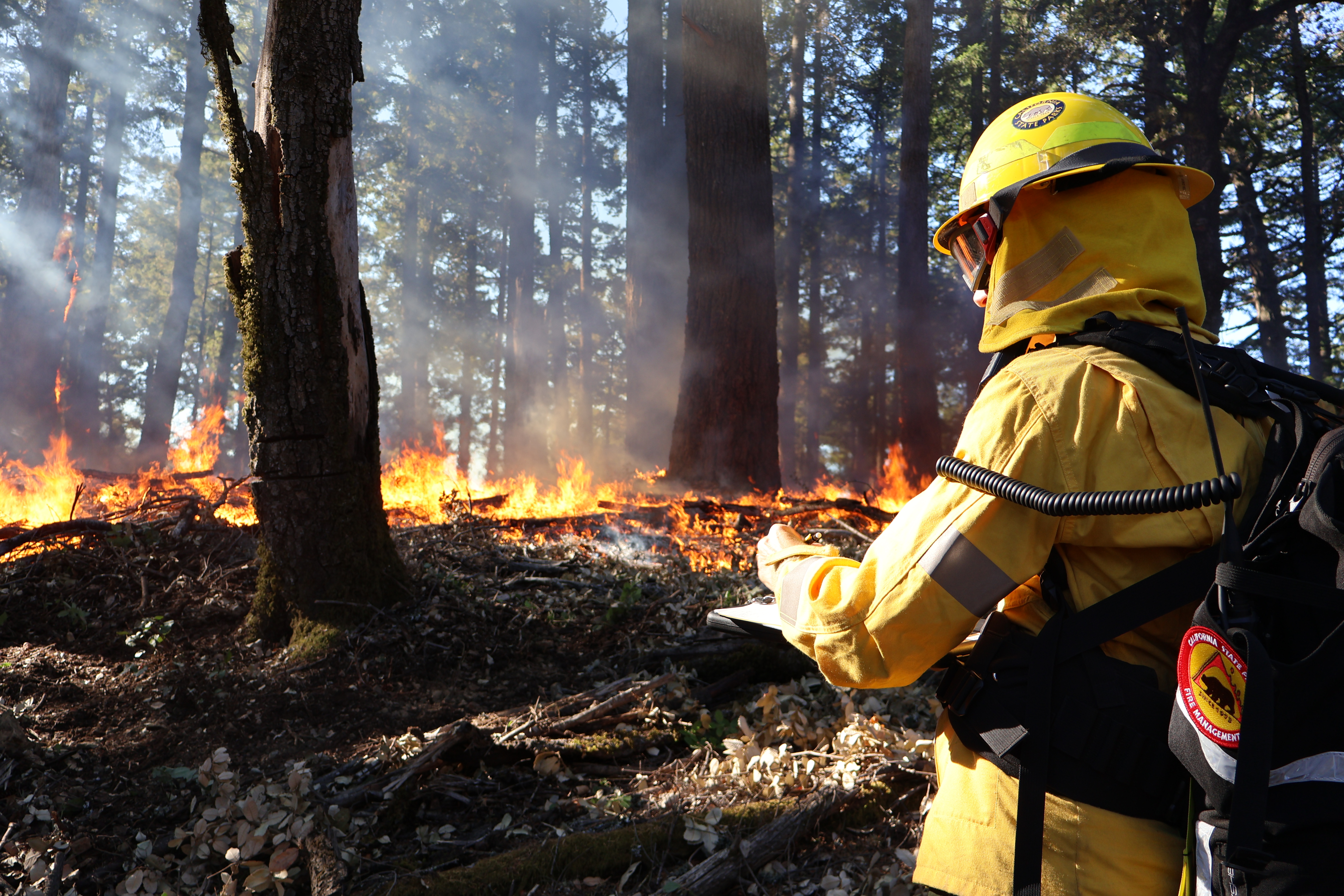 California State Park Firefighter monitors prescribed burn